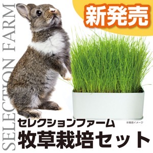 ペレット＆牧草 ＞ 生牧草栽培セット チモシー